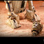 Hot Toys MMS651 1/6 Star Wars Episode II: Attack of the Clones™ - R2-D2™
