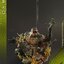 Hot Toys MMS658 1/6 The Amazing Spider-Man 2 - The Amazing Spider-Man + ACS013 1/6 Spider-Man: No Way Home - Lizard Diorama Base