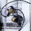 ZiiGaat x Jays Audio ESTRELLA หูฟัง IEMs 6 ไดรเวอร์ 2DD+4BA ให้เสียงที่ดื่มด่ำและมีความเที่ยงตรงสูง ประกันศูนย์ไทย