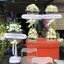 พวงหรีดพัดลม Hatari 16 นิ้ว ประดับดอกไม้สด โทนสีขาวล้วน